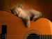 Koťátko na kytaře